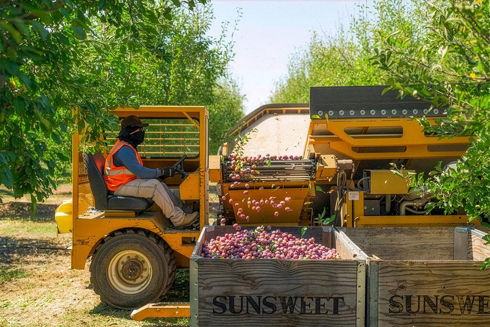 prune harvesting equipment at Erick Nielsen Enterprises