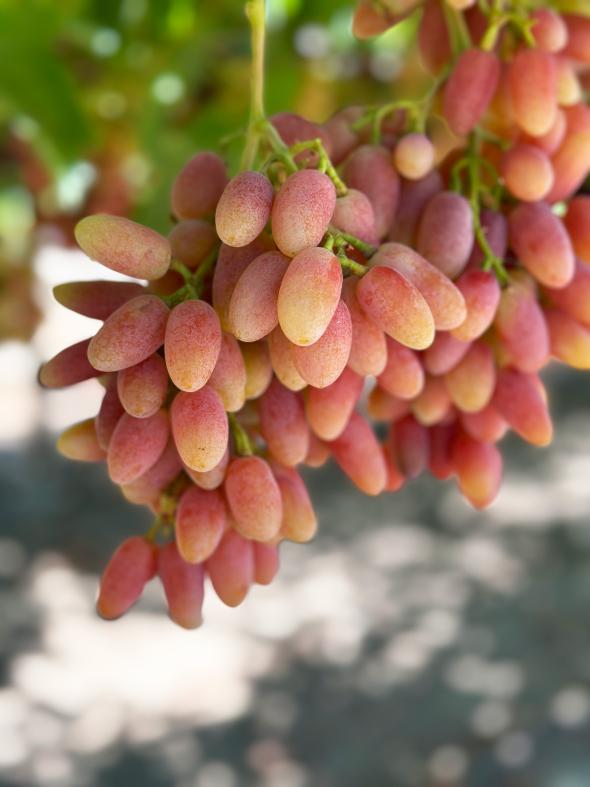 Summerblush table grapes from Sun World International