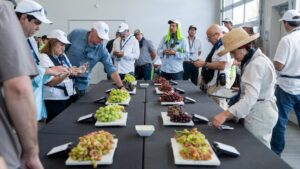 A Sweet Debut for Two New Table Grapes
