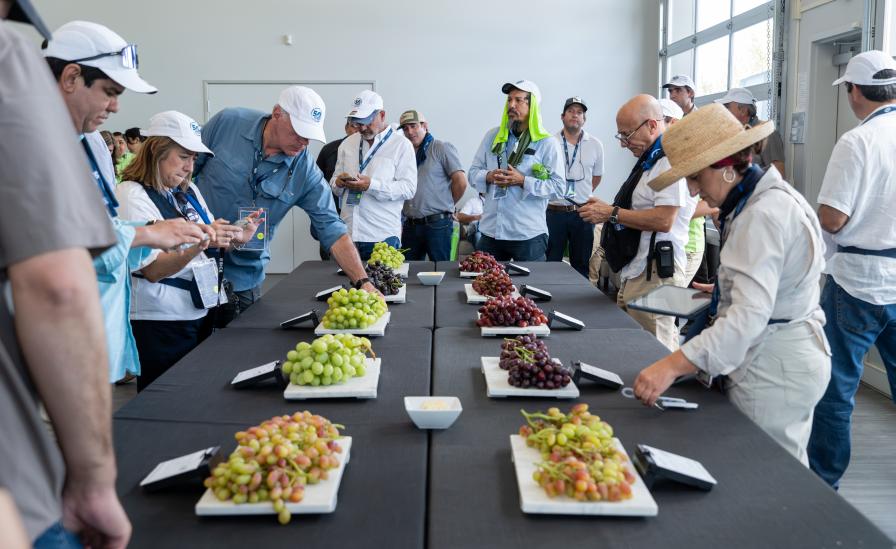 A Sweet Debut for Two New Table Grapes