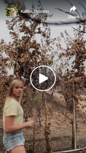 Kaitlyn Thornton Facebook reel of wildfire aftermath in her orchard