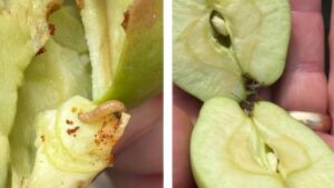 Fresh Options for Codling Moth Control in Apple Orchards