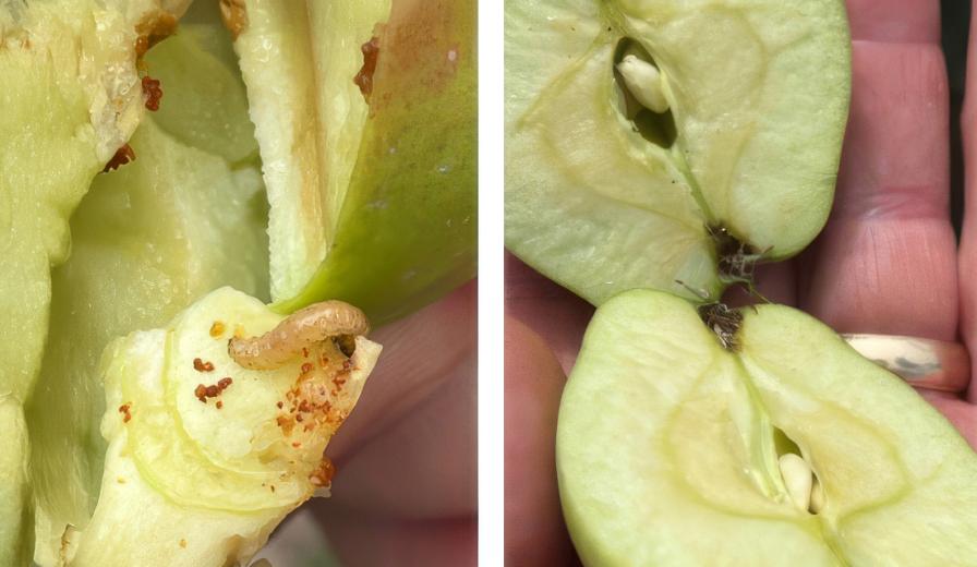 Zivalgo insecticide untreated vs. treated comparison for codling moth control in apples