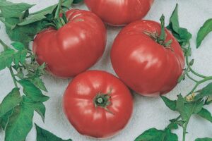 Beef Maestro F1 (Terra Organics)