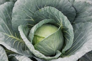 Bravo F1 (Takii & Co., Ltd., Garden Trends Inc, DBA Harris Seeds)