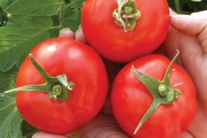 Early Girl (Seedway, Osborne Quality Seeds)