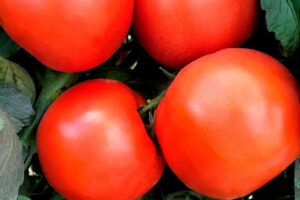 Ferrari (Sakata Seed America, Stokes Seeds Inc.)