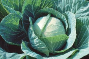 Farao (Johnny's Selected Seeds)
