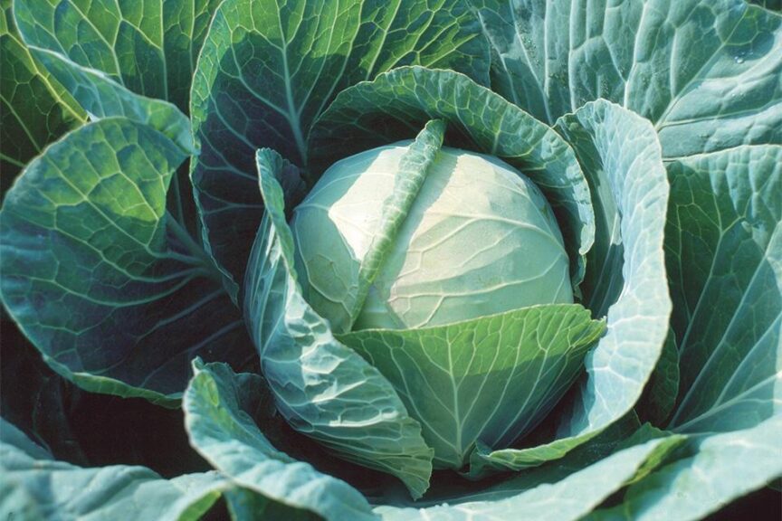 Farao (Johnny's Selected Seeds)