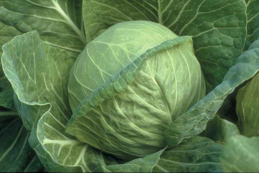 Fast Vantage (Sakata Seed America, Rupp Seeds)