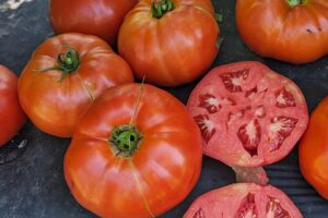 GTO (Sakata Seed America, Gowan Seed Company, Rupp Seeds)