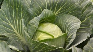 Cool Cabbage Varieties You Will Want to Grow Now