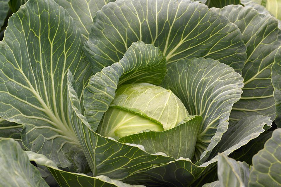 Cool Cabbage Varieties You Will Want to Grow Now