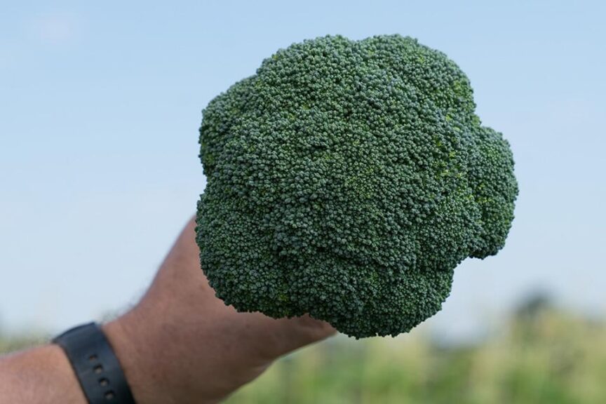 McLaren (Syngenta Vegetable Seeds, Stokes Seeds, Inc.)