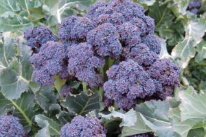 Mendocino (Osborne Quality Seed)