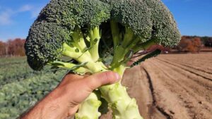 The Latest Broccoli Varieties Growers Need To Check Out