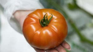 22 Tasty Tomato Varieties You Should Know and Grow Now