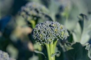 Sibsey (Seminis Vegetable Seeds)