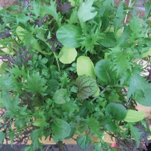 Bright and Spicy Mix (CN Seeds Ltd, Garden Trends Inc DBA Harris Seeds)