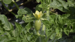 Effective nematode control while preserving soil health