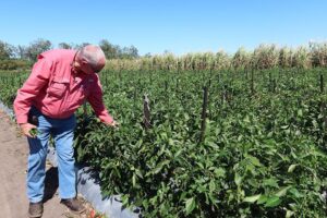 At a Glance: C&B Farms (Clewiston, FL)