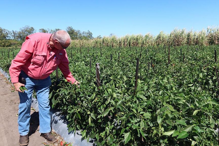At a Glance: C&B Farms (Clewiston, FL)
