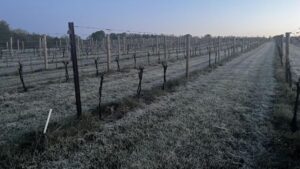 When Weather Wild Cards Deal Hard Lessons Learned in the Vineyard