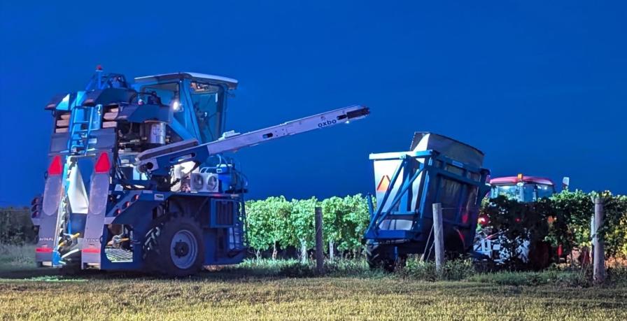 Night grape harvest at Holden Farms