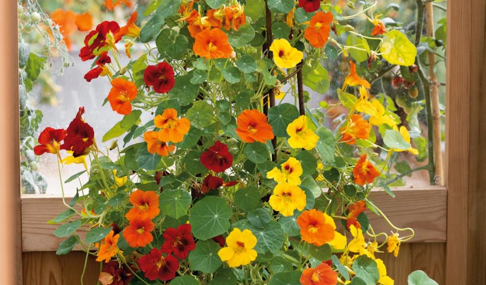 Nasturtium Mixed Colors (Terra Organics)