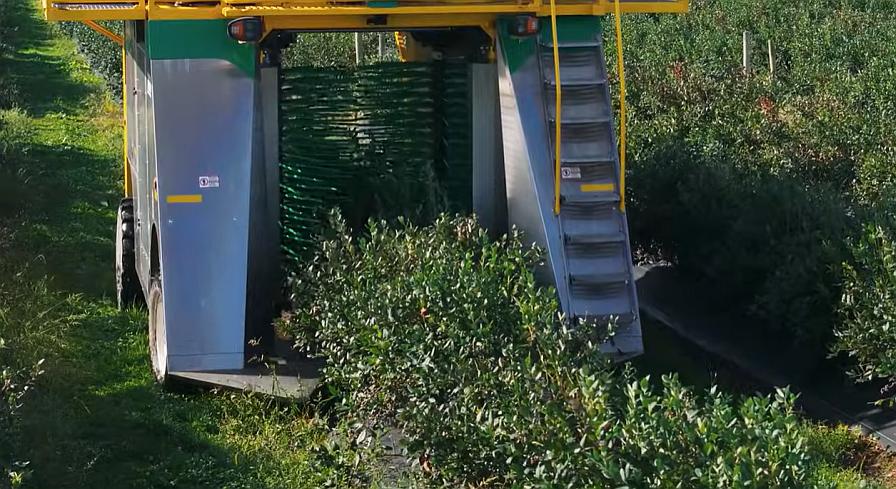 See Oxbo’s New AutoHarvest Technology for Berry Growers in Action