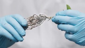 New Effort to Advance Biologicals That Better Protect Crop Yields