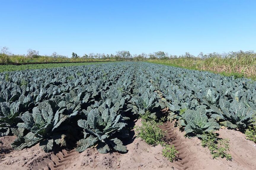 At a Glance: C&B Farms (Clewiston, FL)