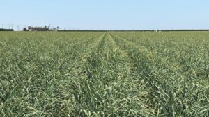 How to Maintain Vegetable Yield Performance Despite Poor Water Quality