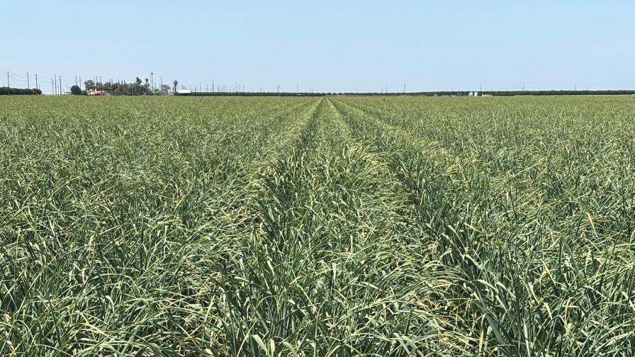 dehydrated onion field