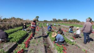New Study Examines Growing Toll of Back Pain on Farmworkers