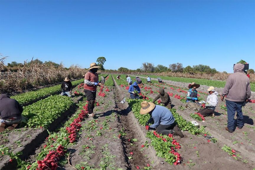 At a Glance: C&B Farms (Clewiston, FL)