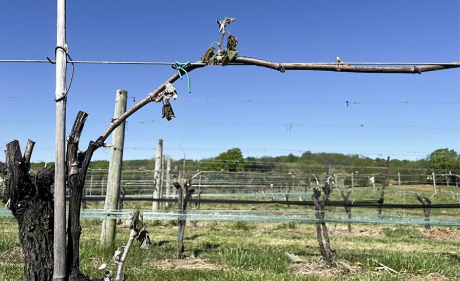 A head-trained, cane-pruned vine at Zephaniah Farm Vineyard