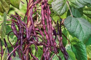 Asparagus Purple Pod (Terra Organics)