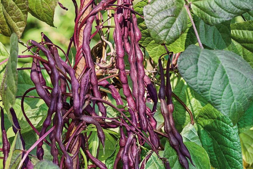Asparagus Purple Pod (Terra Organics)