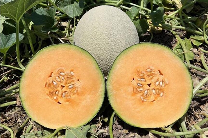 Desert Crunch (Seminis, Bayer Crop Science)