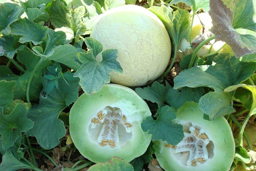 Fabulous F1 (Seeds by Design)