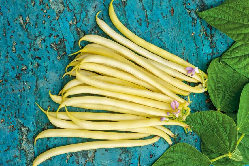 French Garden Yellow (Seeds by Design)