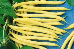 French Filet Yellow Pole (Seeds by Design)