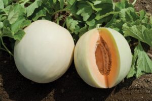 Honey Orange (Johnny's Selected Seeds)