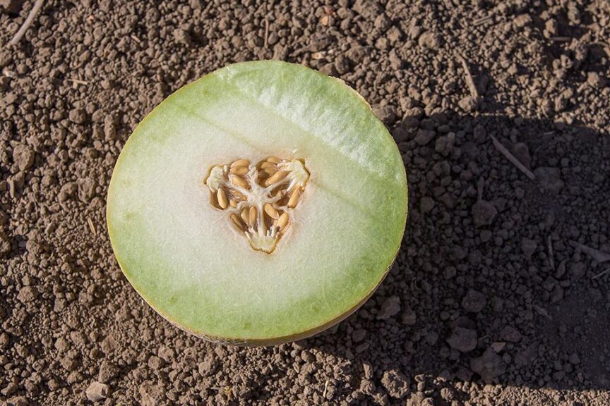 Melidor (Seminis, Bayer Crop Science)