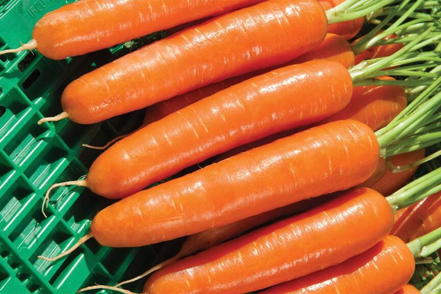 Musico (Vilmorin-Mikado USA, Rupp Seeds)