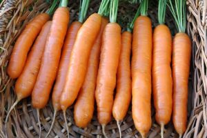 Napoli (Bejo Seeds, Osborne Quality Seeds)