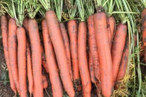 Orange Fancy (Seminis®/ Bayer, Bayer Crop Science, Stokes Seeds, Inc.)