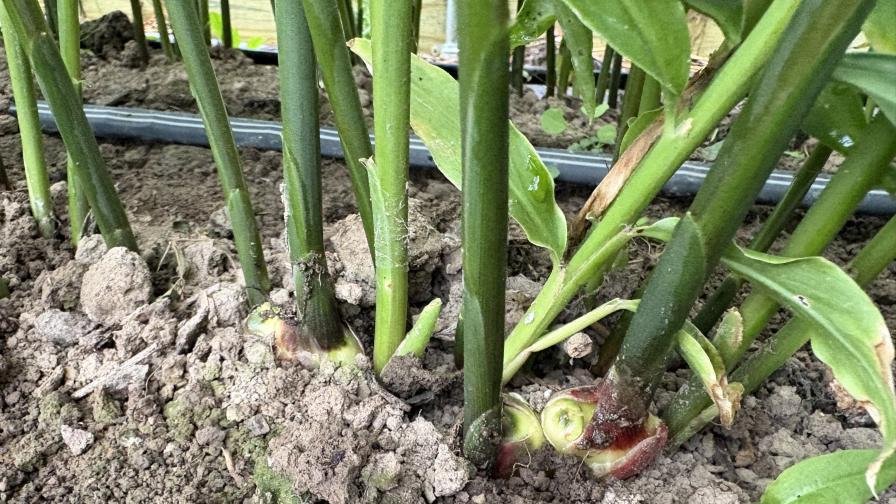 fresh ginger in the ground