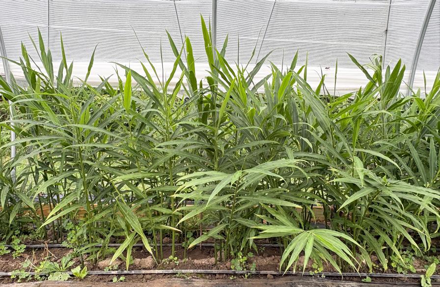 ginger crops growing in high tunnels
